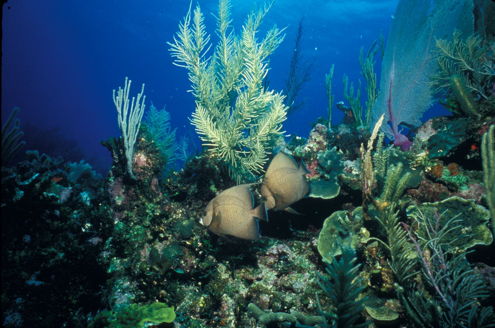 Two grey angelfish swimming past soft corals on a Biscayne reef