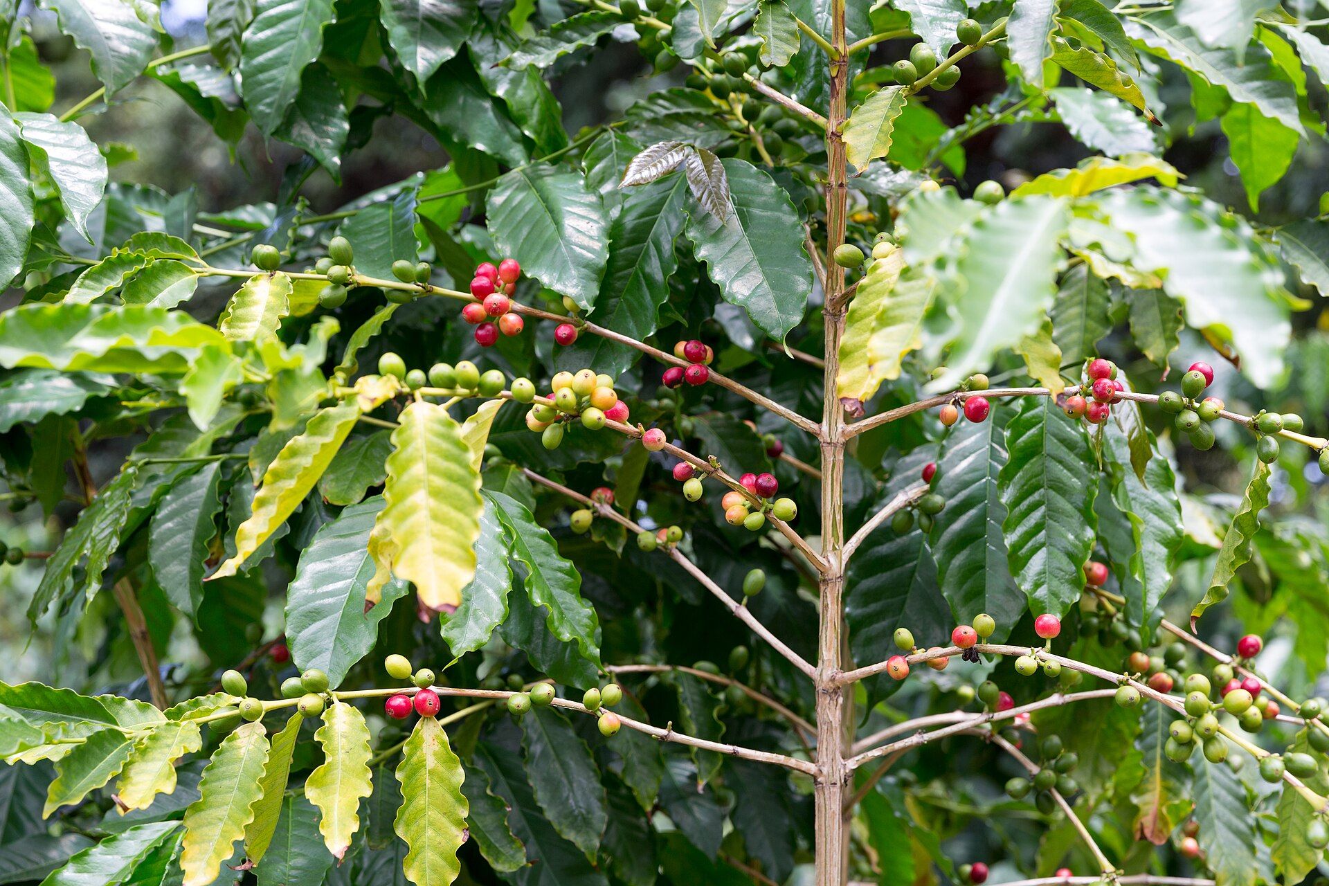 Red and green coffee cherries along the branches of a Kona coffee tree