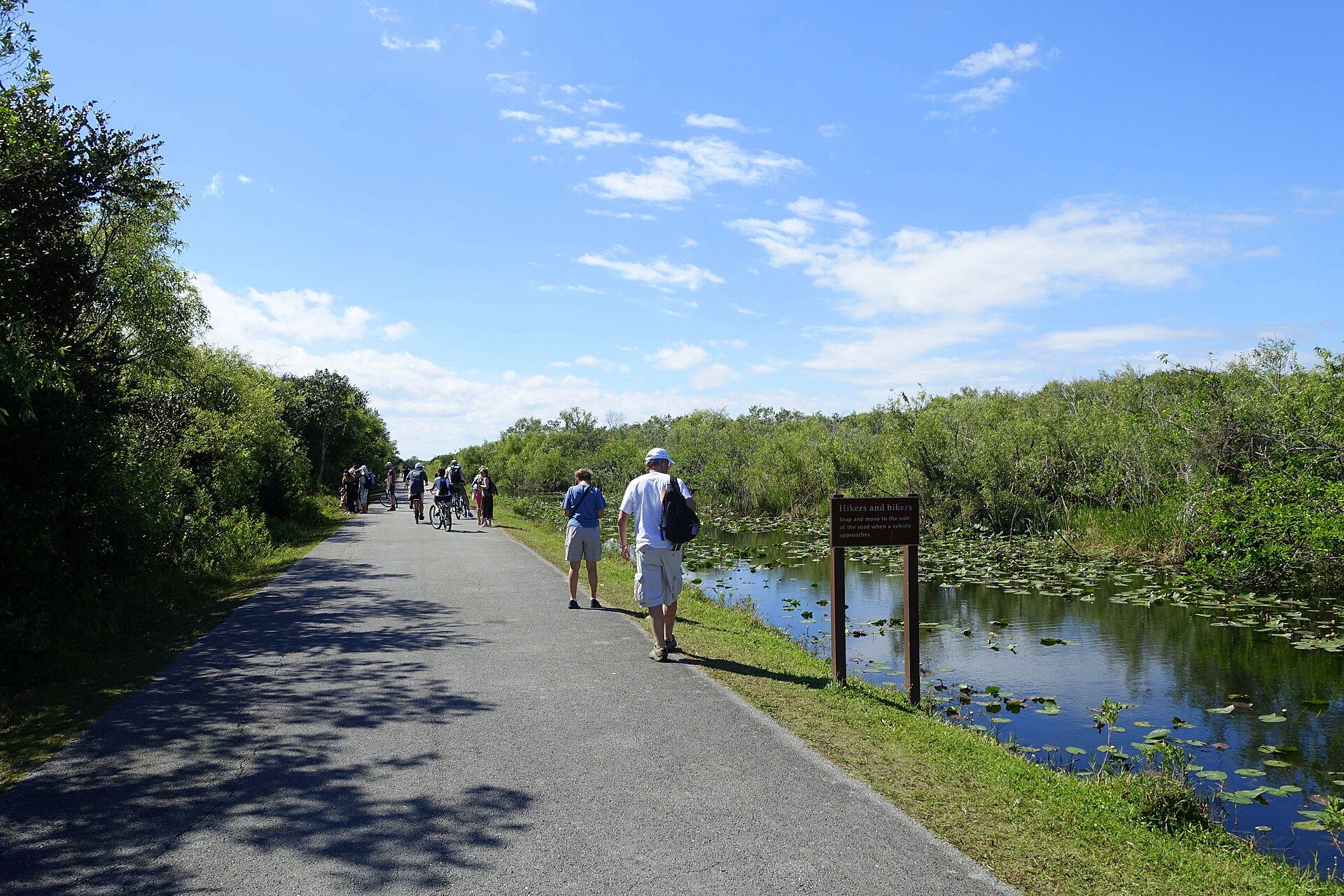 A paved path beside a waterway lined with sawgrass at Shark Valley