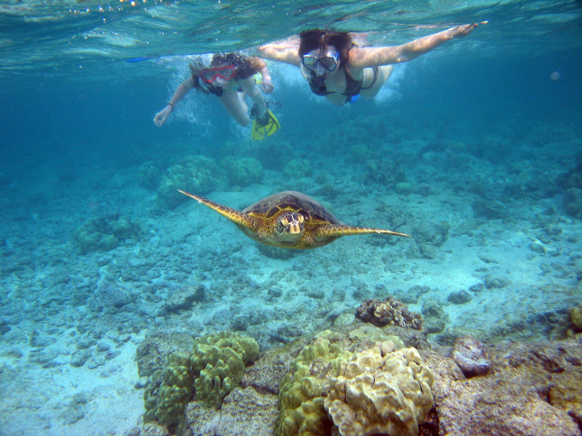 Two snorkellers swimming above a green sea turtle over coral in Kahalu‘u Bay