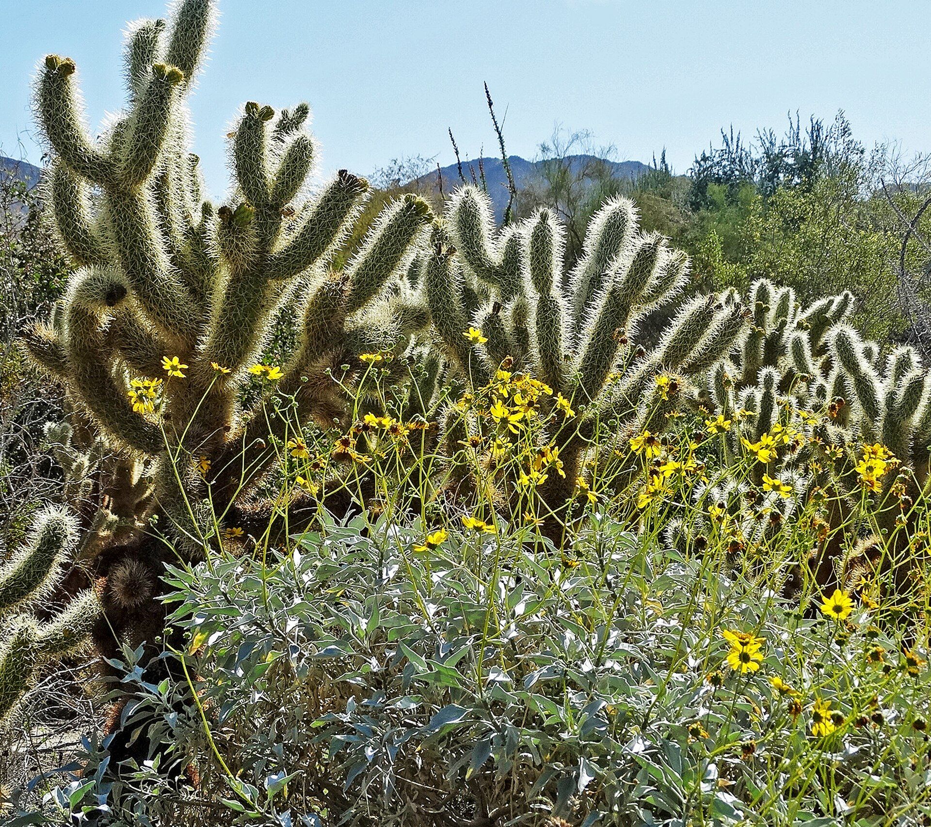 Cholla cactus and yellow brittlebush flowering in a desert garden