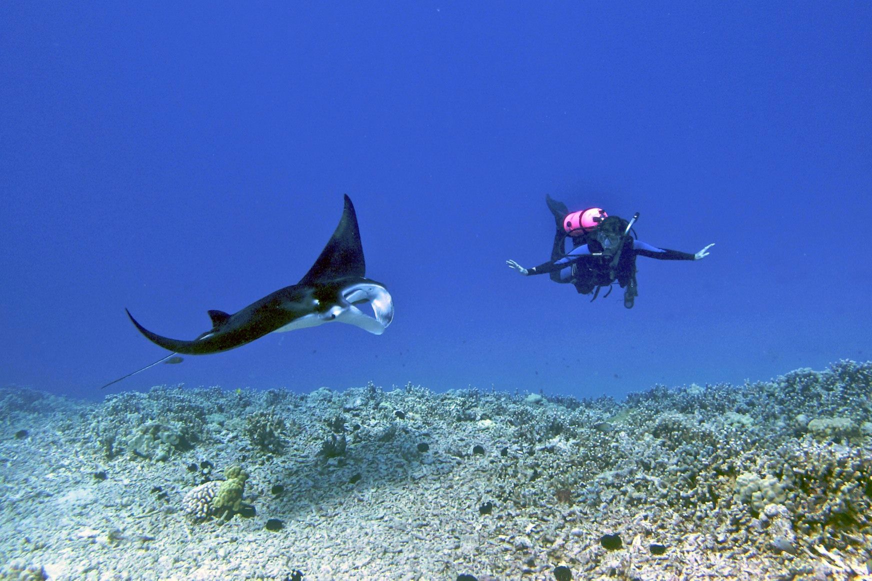 A manta ray gliding over a sandy reef floor beside a scuba diver