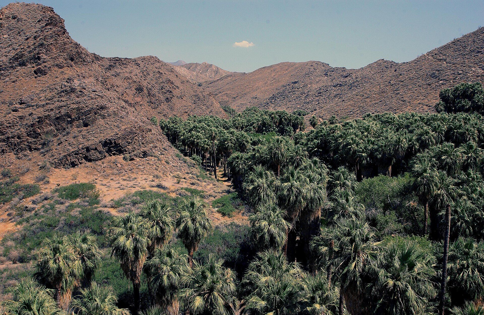 A dense grove of fan palms filling the floor of a rocky desert canyon