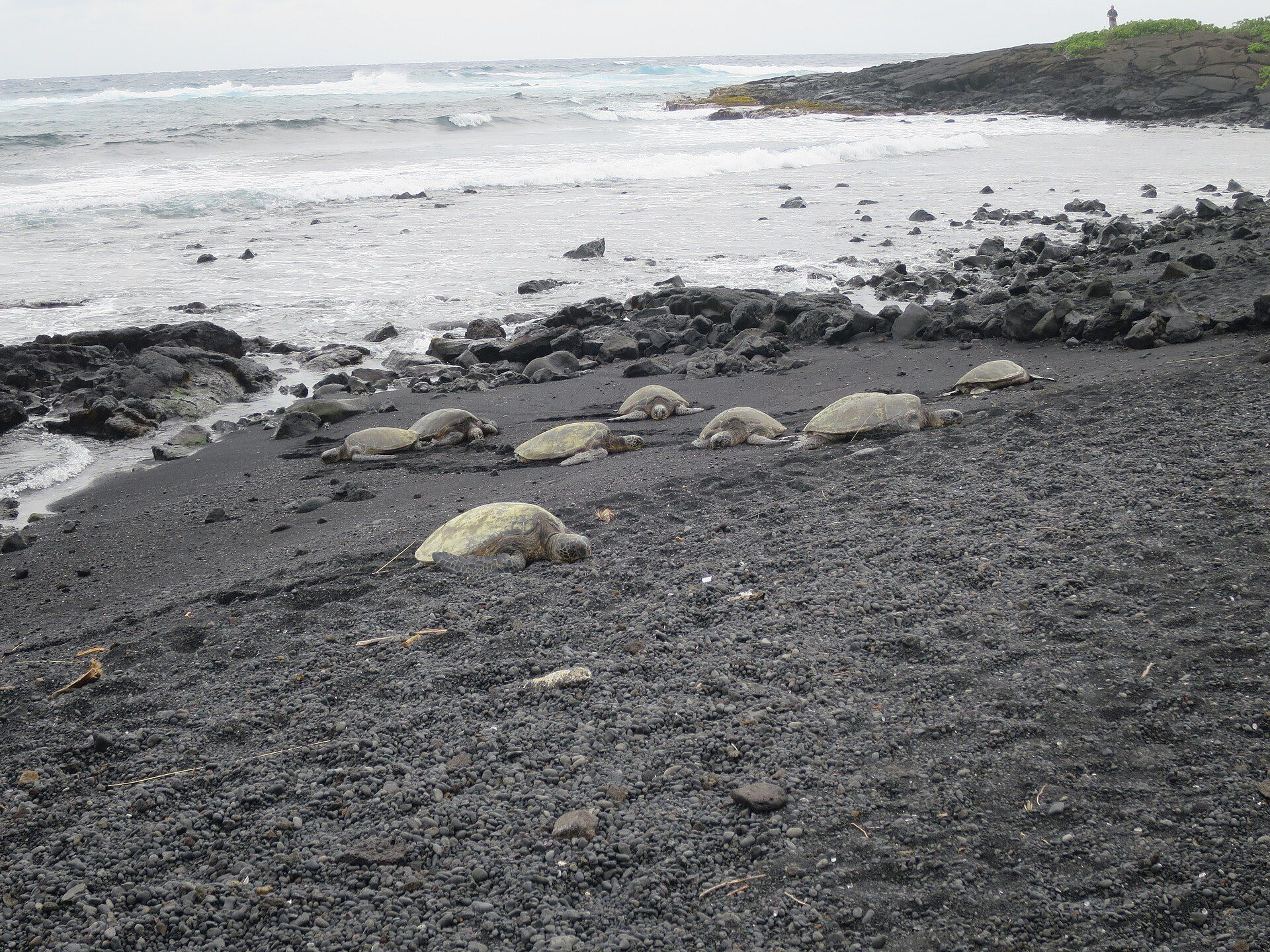 Green sea turtles resting in a row on the black sand at Punalu‘u