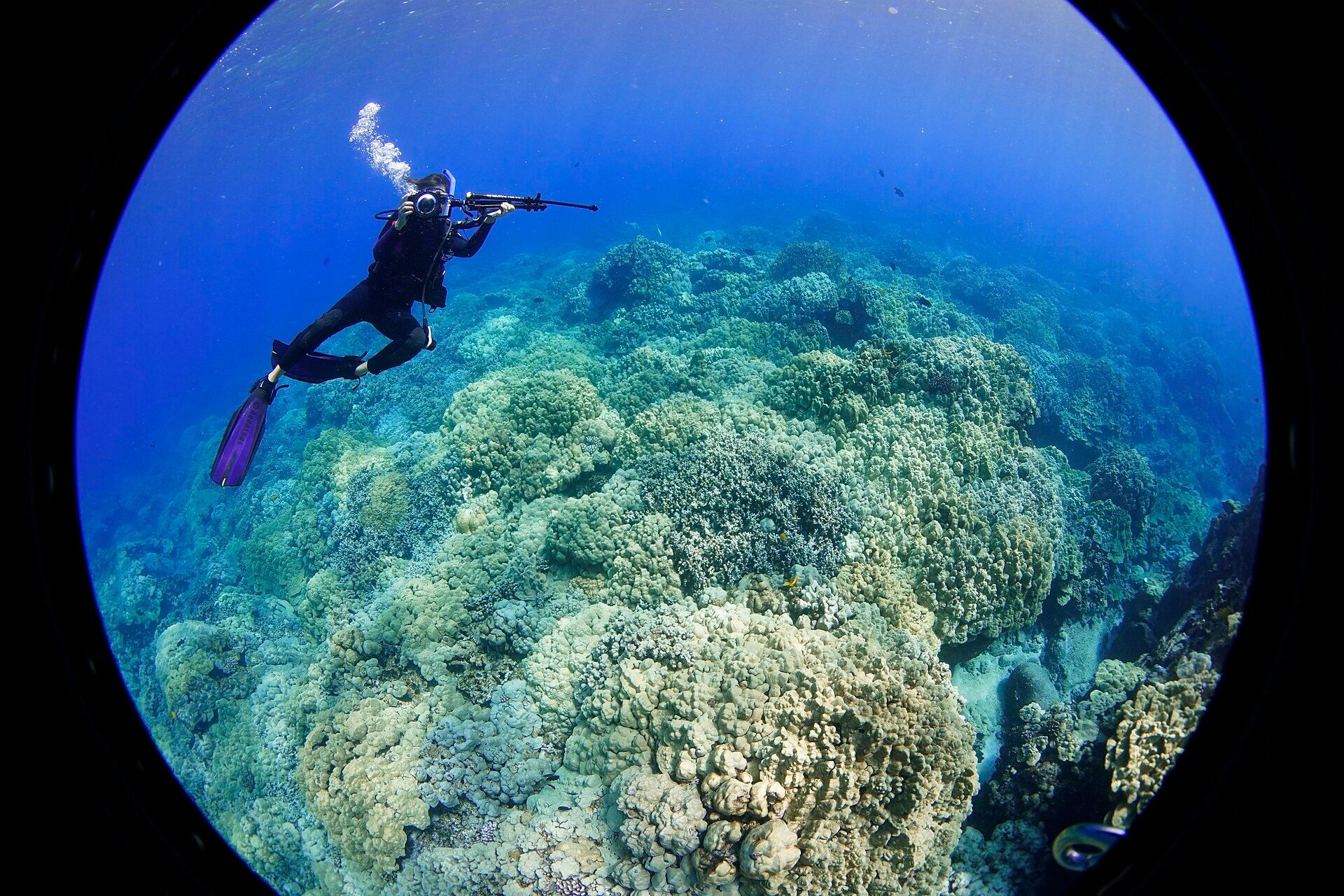 A scuba diver swimming over a wide coral reef in clear blue Hawaiian water