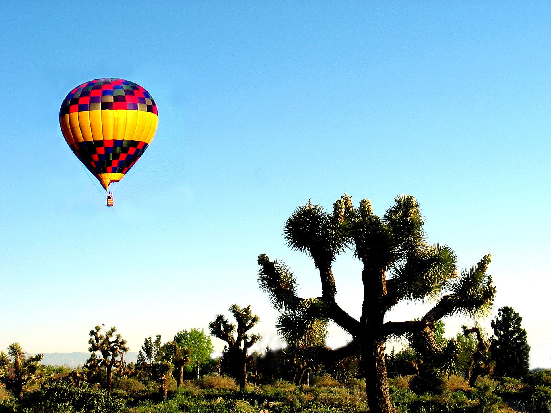 A striped hot air balloon low over desert scrub and a Joshua tree