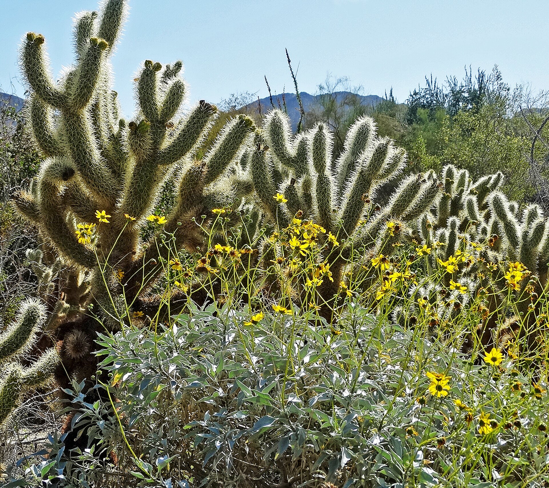 Cholla cactus and yellow brittlebush flowering in a desert garden