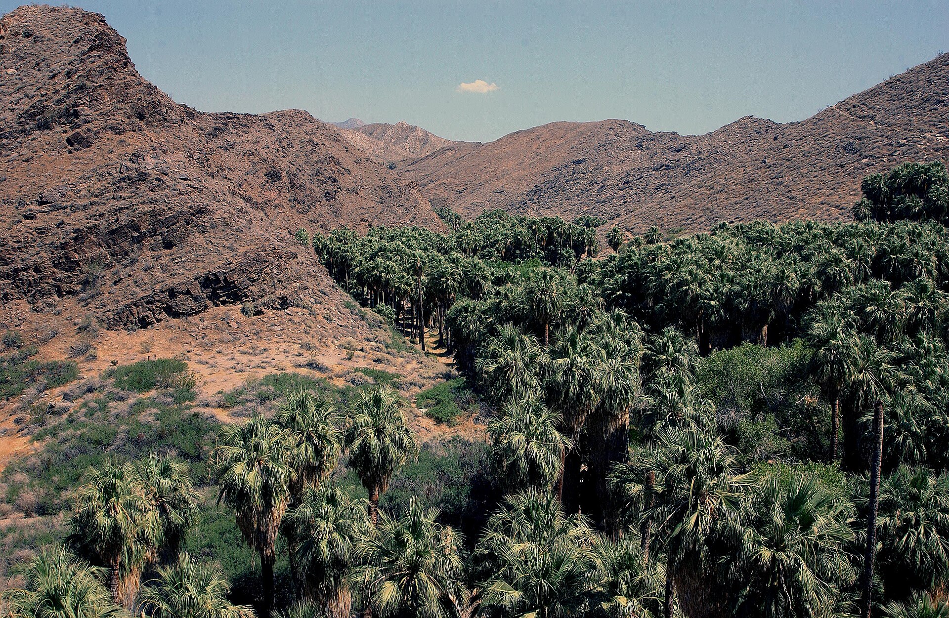 A dense grove of fan palms filling the floor of a rocky desert canyon