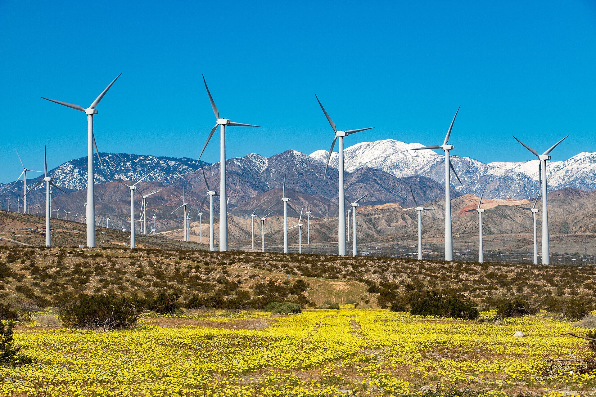 Rows of white wind turbines across desert scrub with a snow-capped mountain behind
