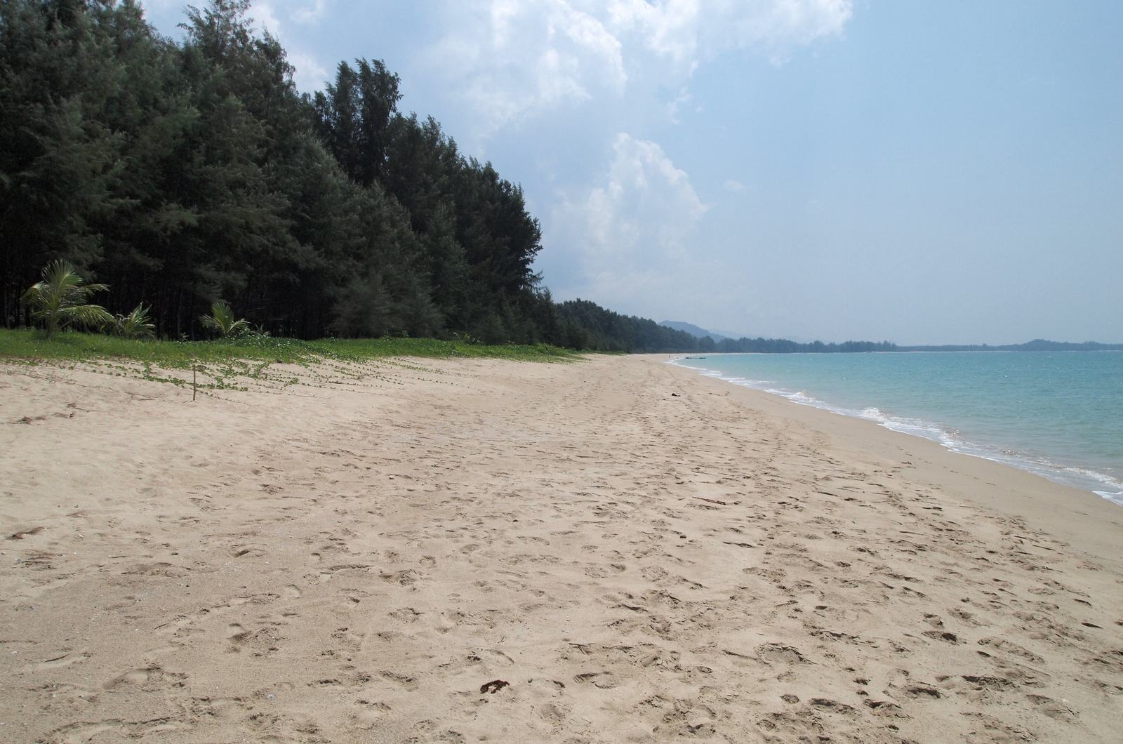 Empty sand and casuarina trees on the beach at Khao Lak